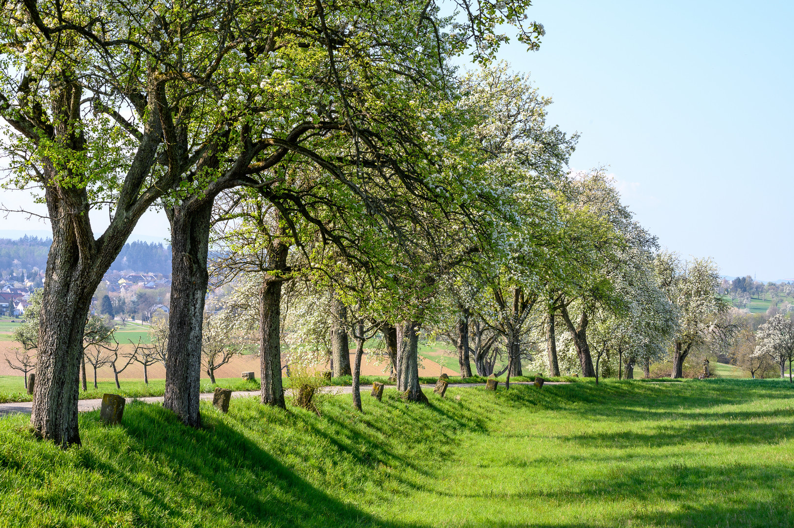 Obstbaum-Allee im April