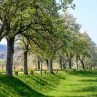 Obstbaum-Allee im April