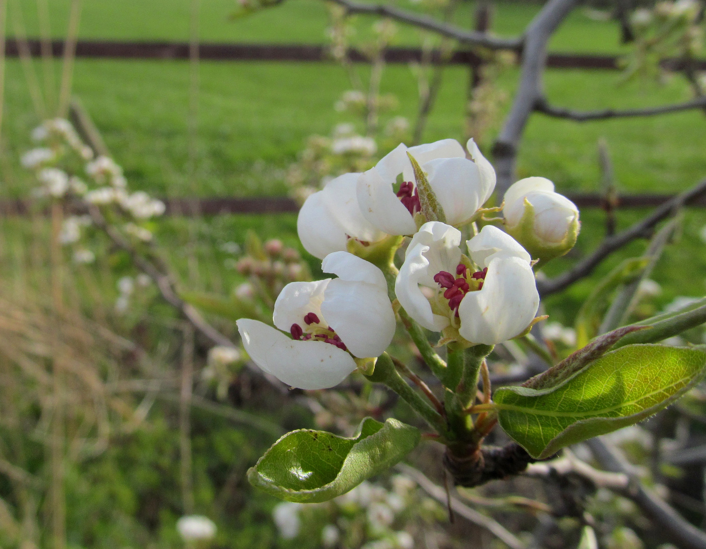 Obstbaum am Ostedeich ....