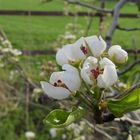 Obstbaum am Ostedeich ....