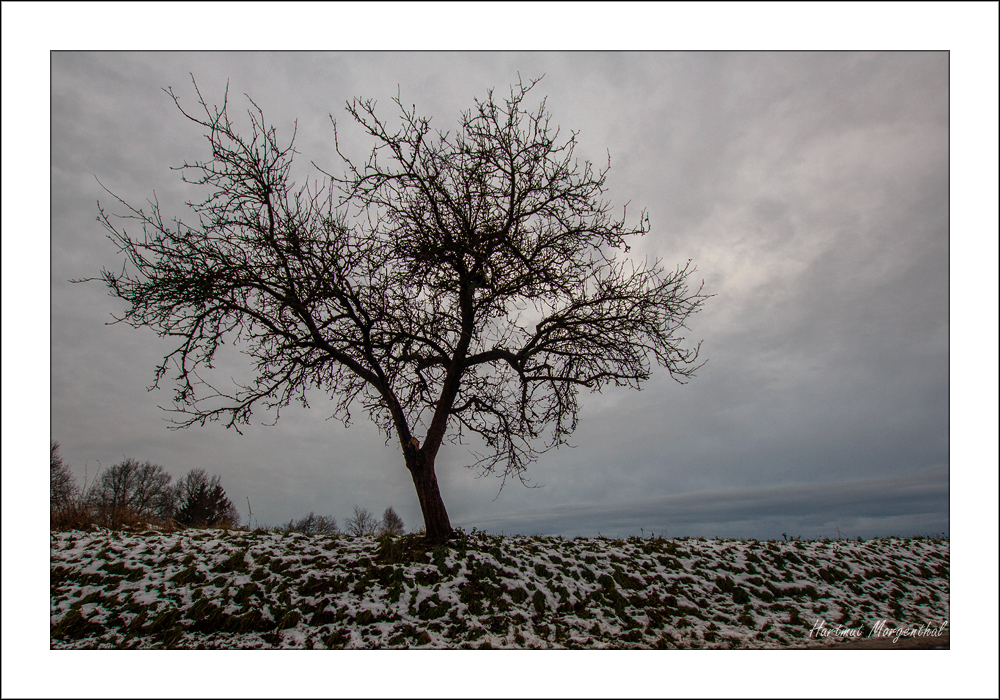 Obstbaum am Straßenrand