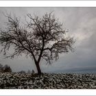 Obstbaum am Straßenrand