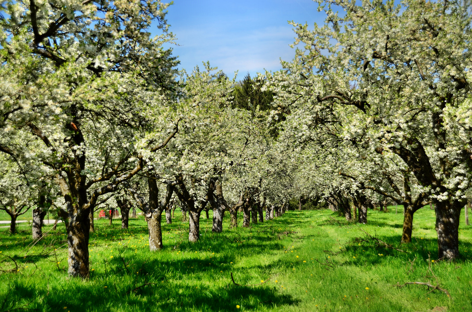 Obstbaum-Anlage