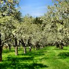 Obstbaum-Anlage