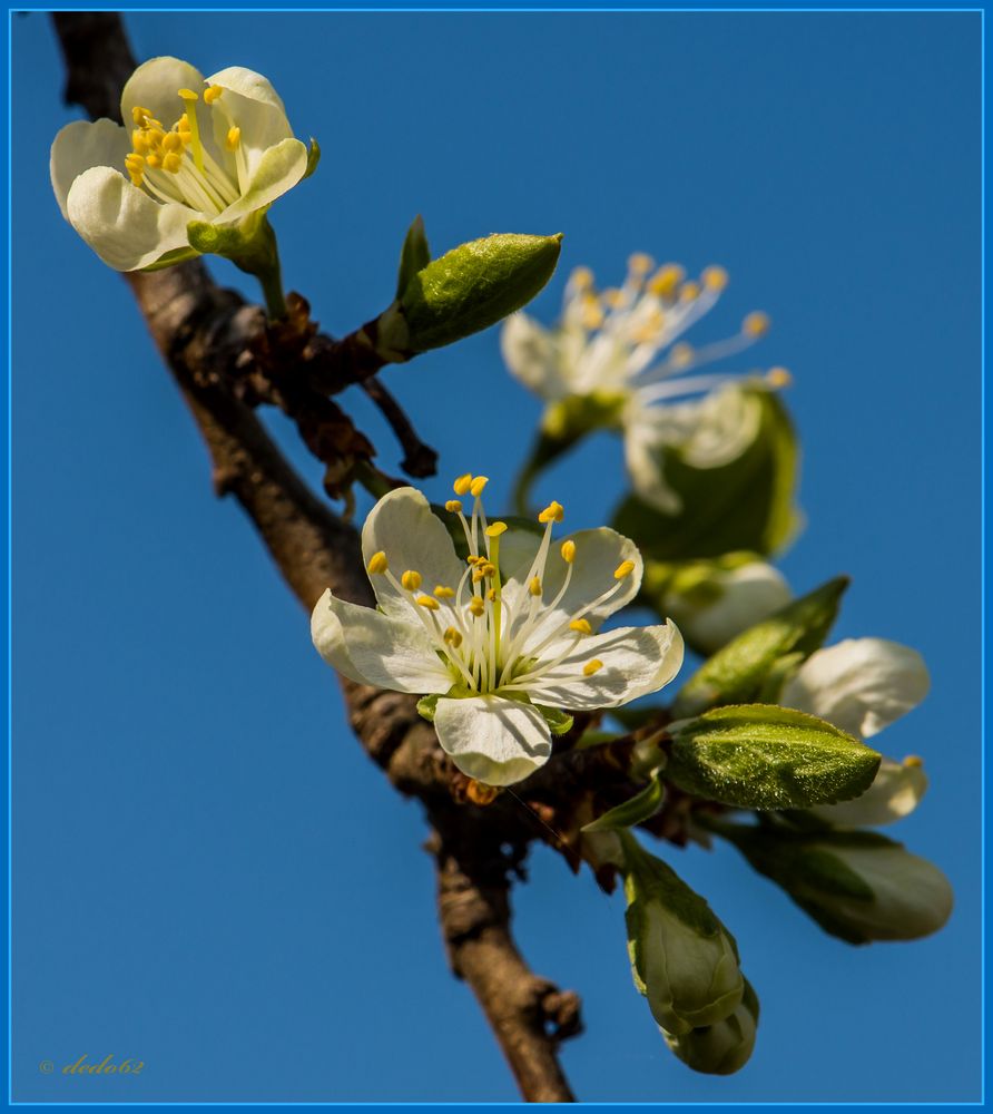 Obstbaum-Blüte