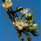 Obstbaum-Blüte