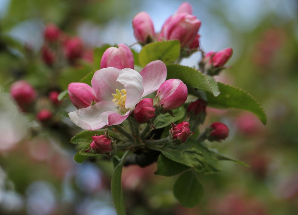 Obstbaum Blüten Foto & Bild bäume, natur, macro Bilder auf