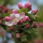 Obstbaum Blüten