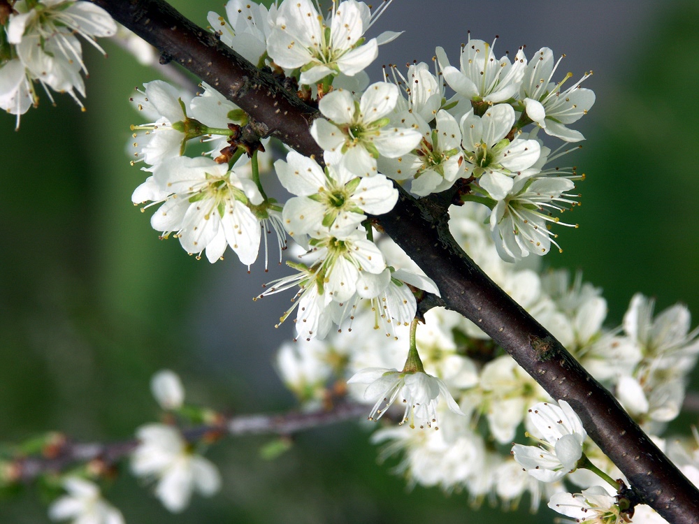 Obstbaum-Blütenpracht