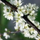 Obstbaum-Blütenpracht