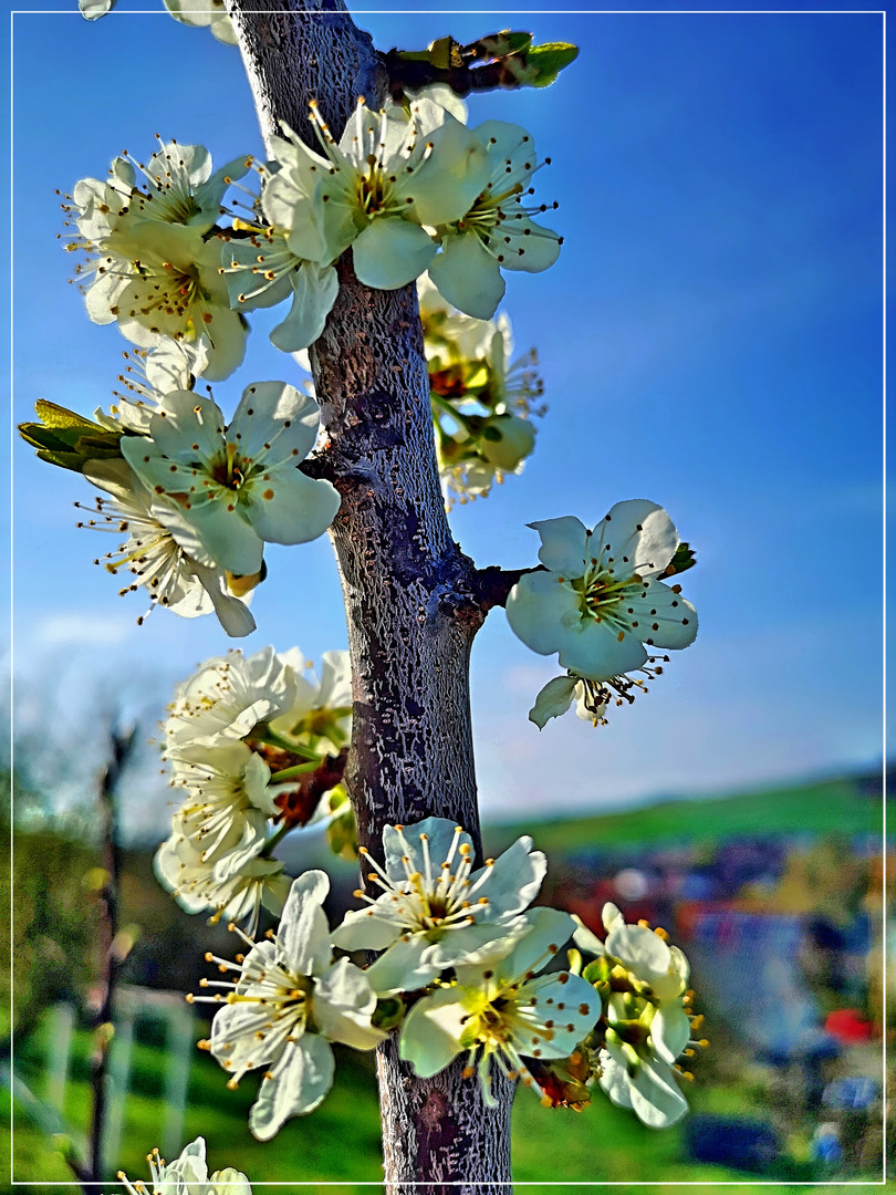 Obstbaum-Blütentraum