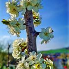 Obstbaum-Blütentraum