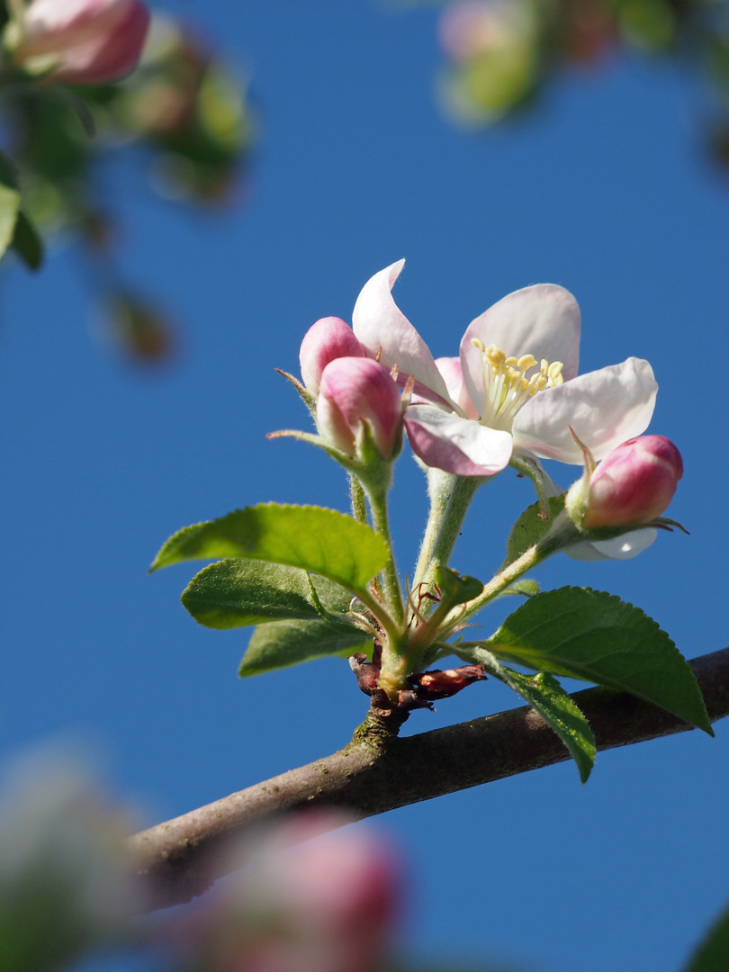 Obstbaum...