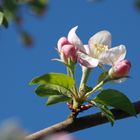 Obstbaum...