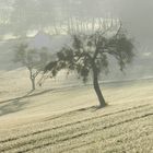 Obstbaum darf (noch) stehenbleiben