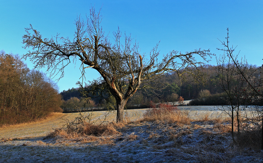 Obstbaum