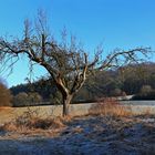 Obstbaum