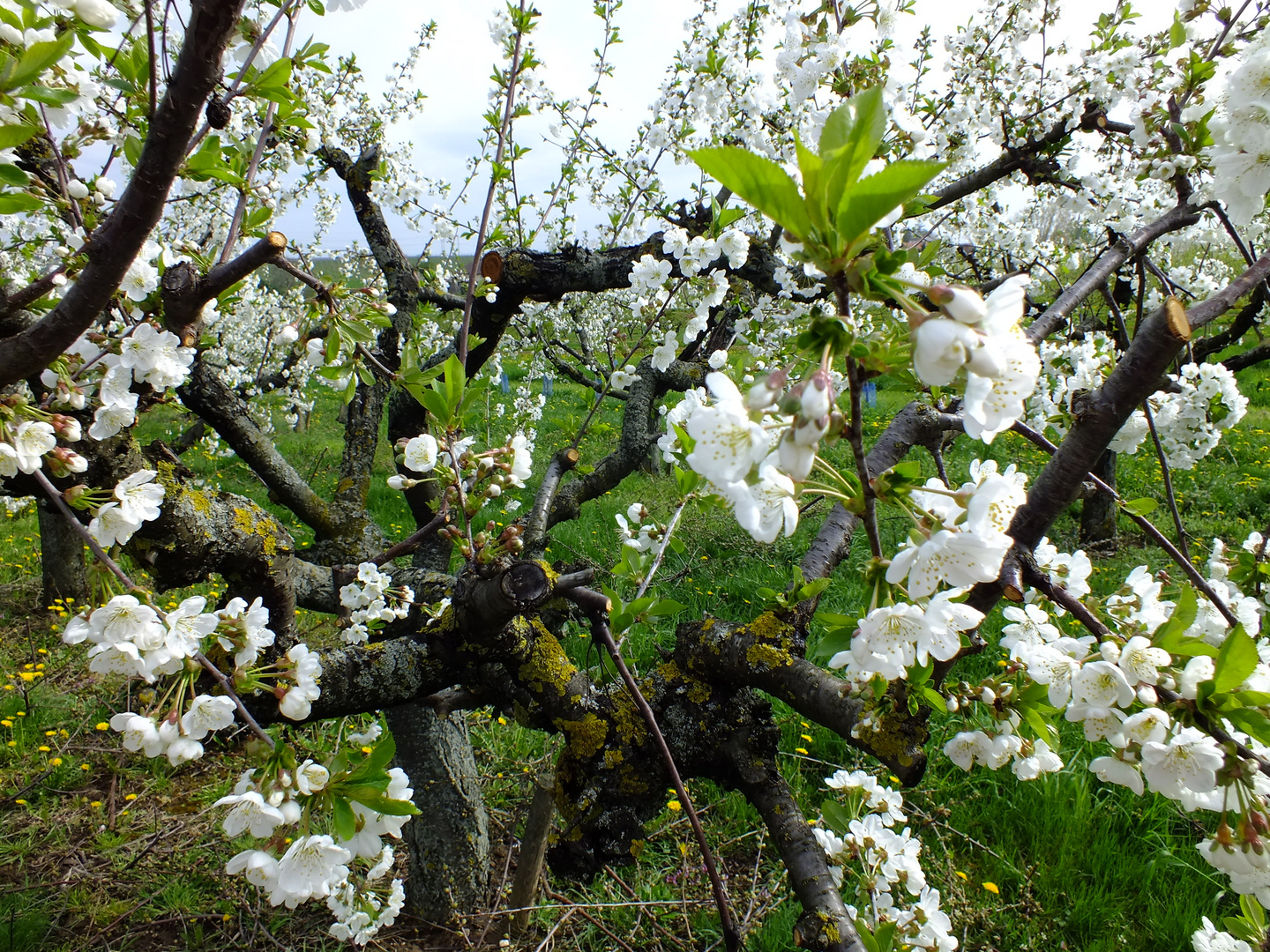 Obstbaum