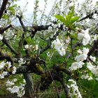 Obstbaum