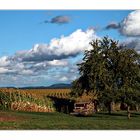 Obstbaum