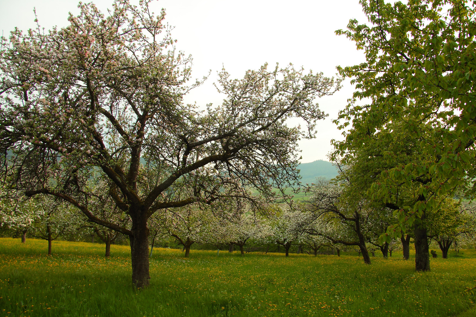 Obstbaum-Frühling