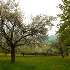 Obstbaum-Frühling