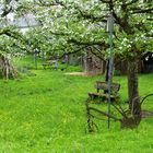 Obstbaum-Garten