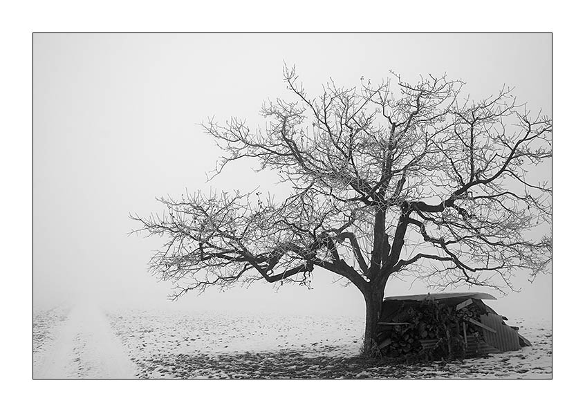 Obstbaum im Februar