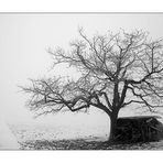 Obstbaum im Februar