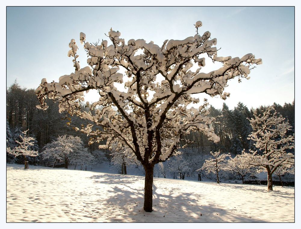 Obstbaum im Gegenlicht Foto & Bild jahreszeiten, winter