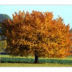 Obstbaum im Herbst