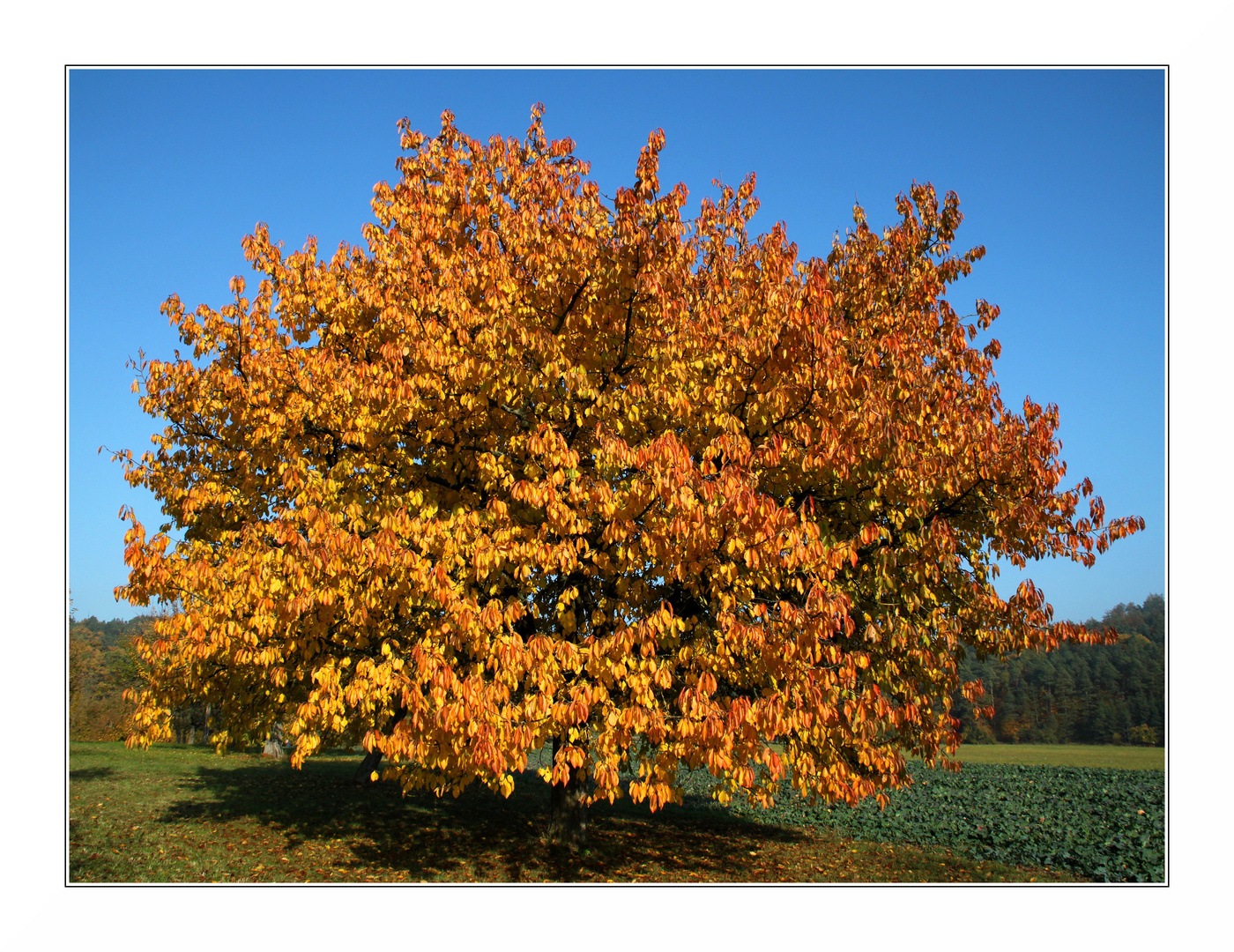 Obstbaum im Herbst AA