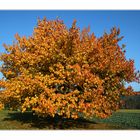 Obstbaum im Herbst AA