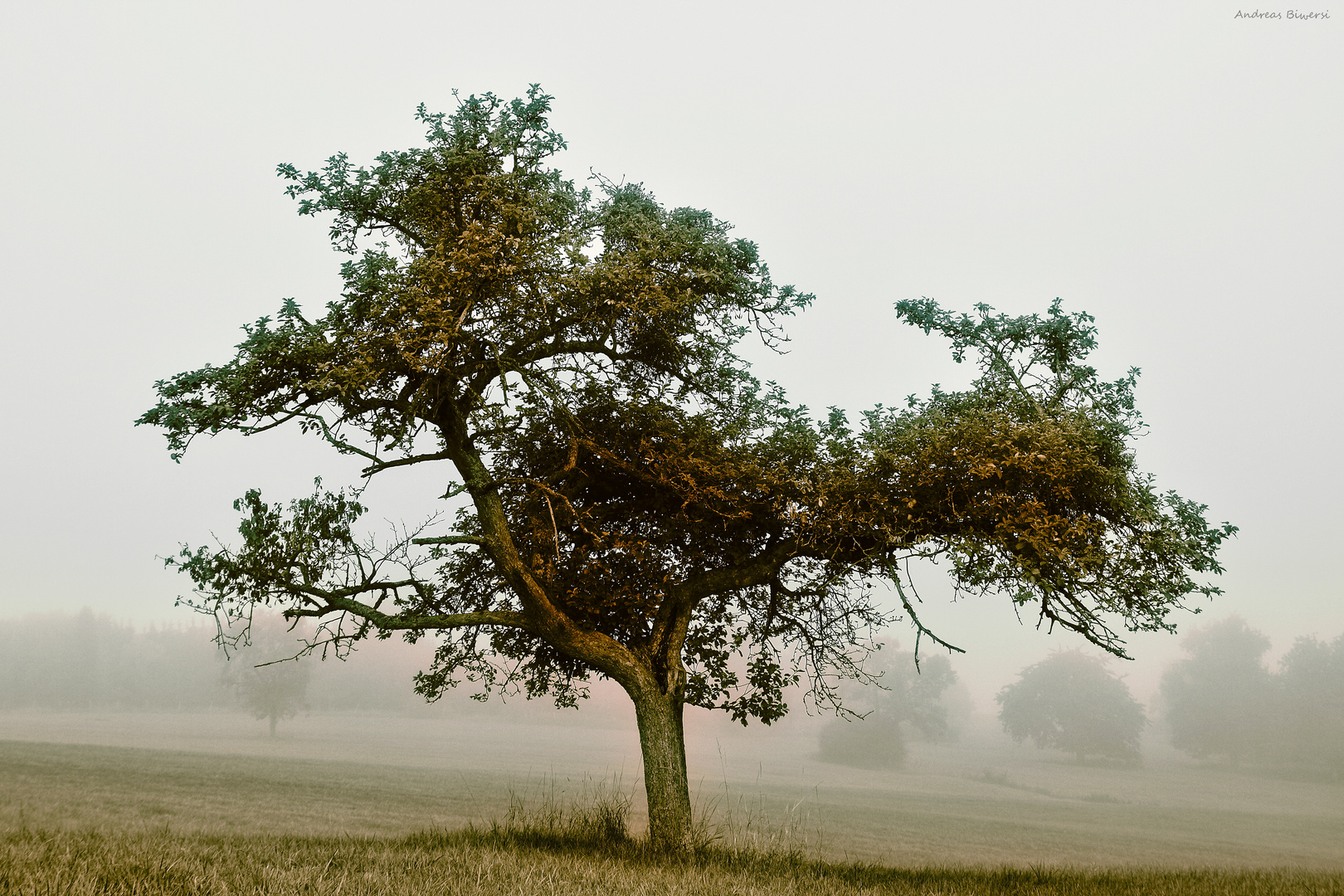 Obstbaum im Nebel