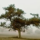 Obstbaum im Nebel