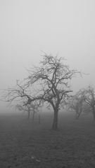 Obstbaum im Nebel