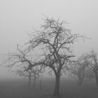 Obstbaum im Nebel