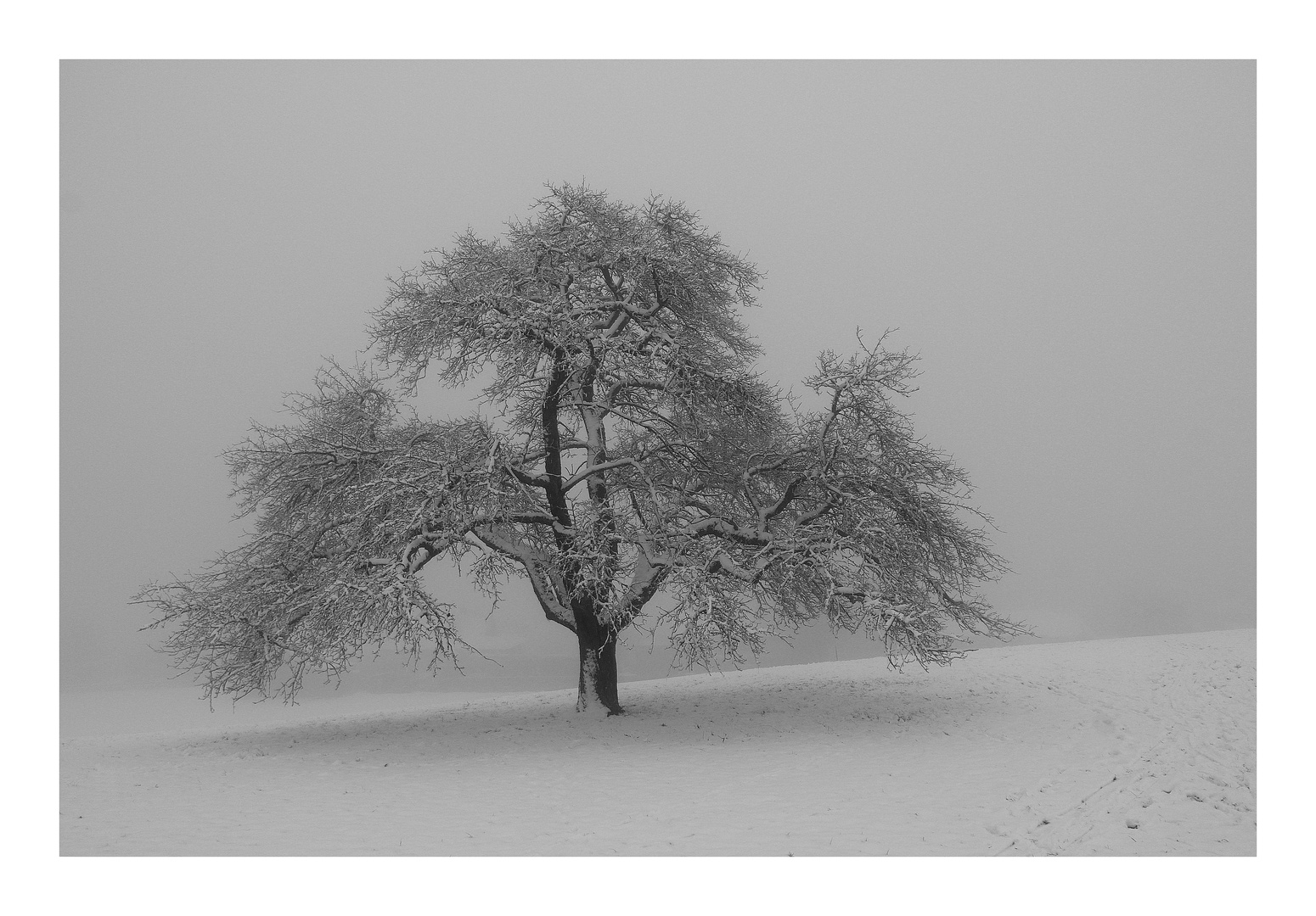 Obstbaum im Winter.
