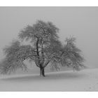 Obstbaum im Winter.