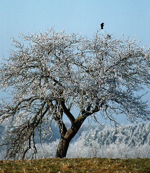 Obstbaum im Winter