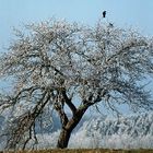 Obstbaum im Winter