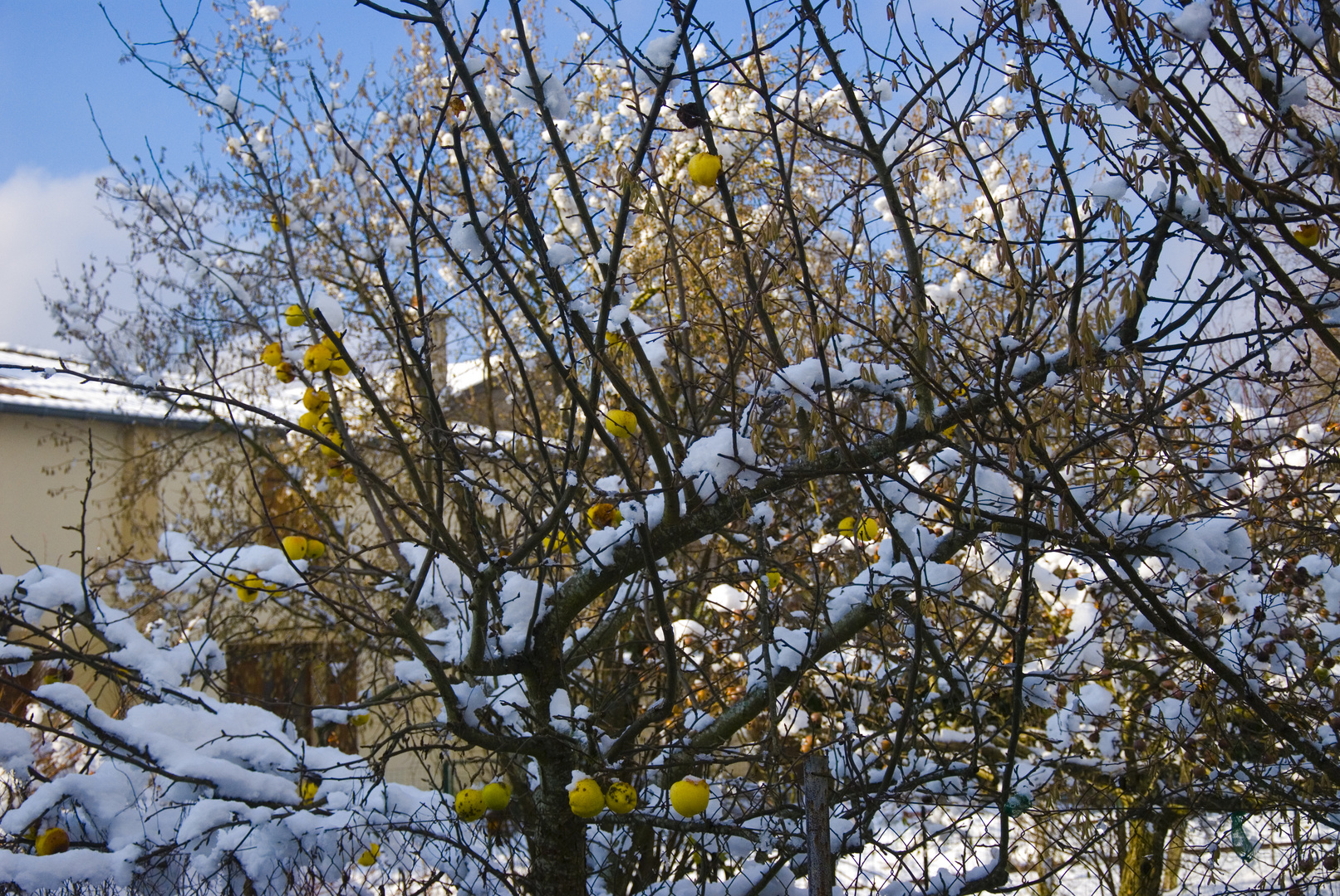 Obstbaum im Winter