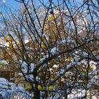 Obstbaum im Winter