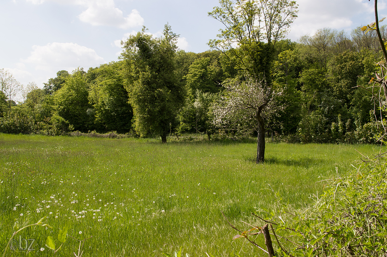 Obstbaum in Blüte