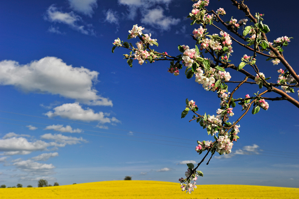 Obstbaum in Blüte