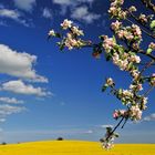 Obstbaum in Blüte