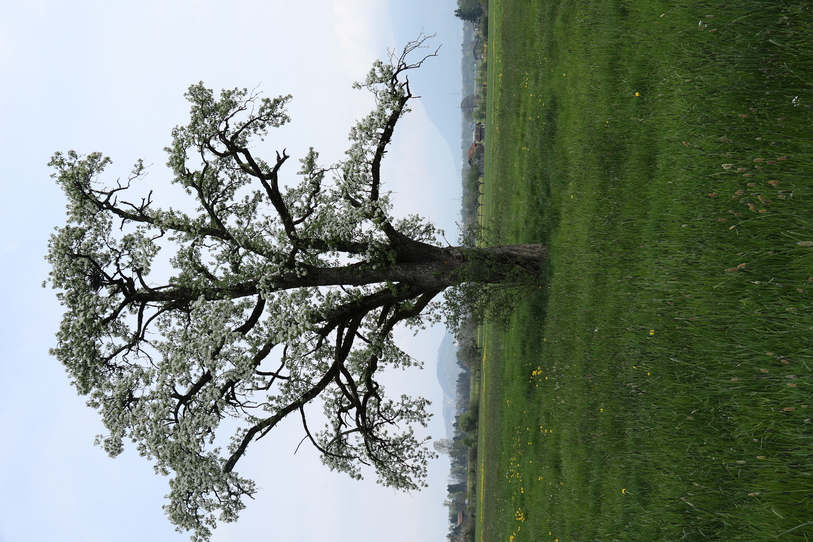 Obstbaum in der Blüte