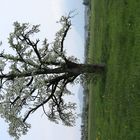 Obstbaum in der Blüte