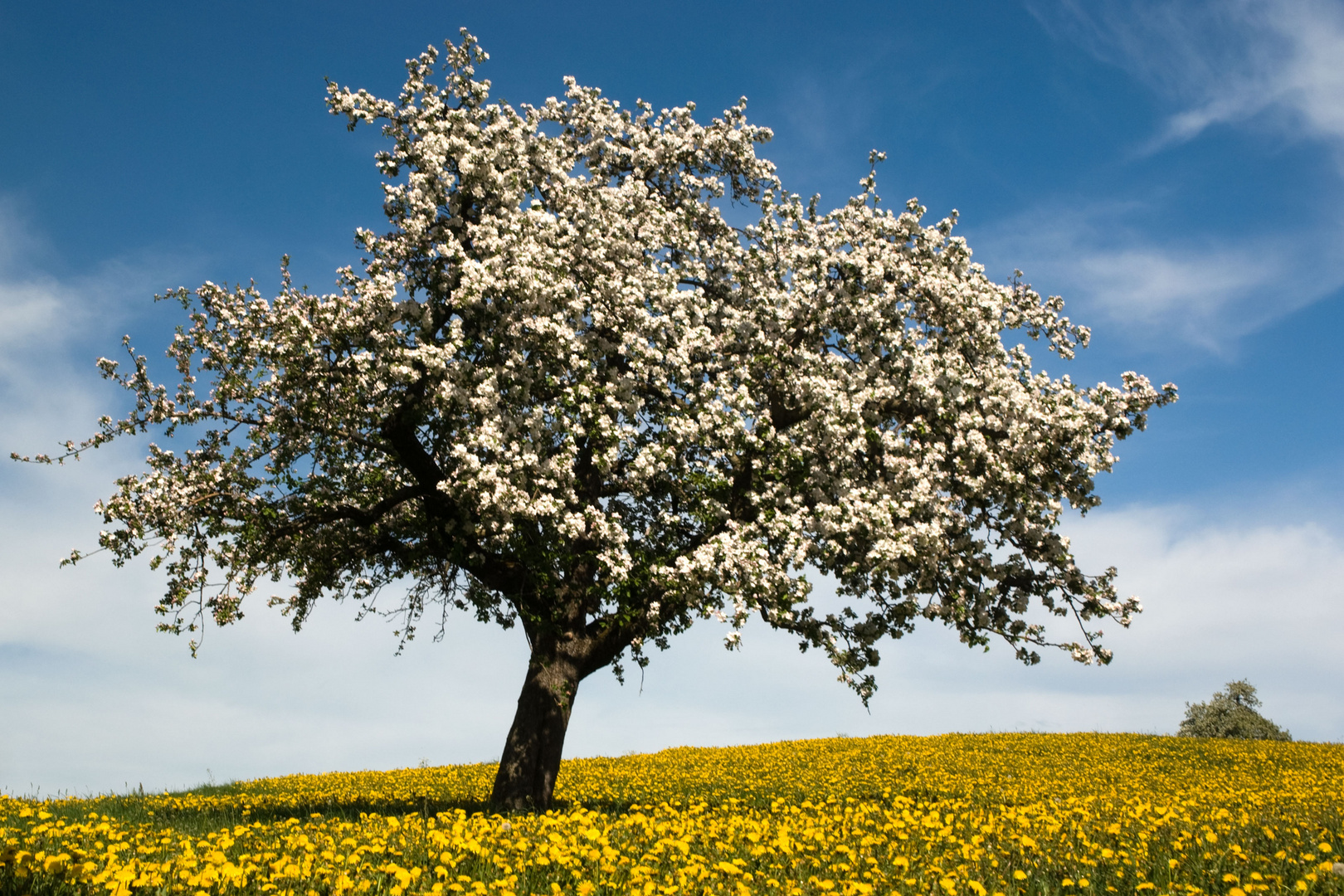 Obstbaum in Frühling Foto & Bild jahreszeiten, frühling, natur Bilder