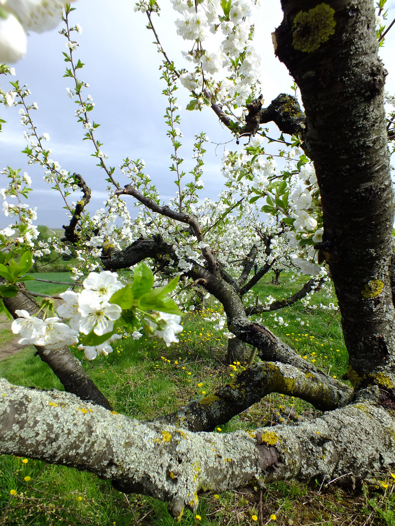 Obstbaum Plantage